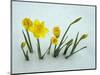 RF - Daffodils (Narcissus sp) emerging from prolonged snow Spring Norfolk UK-Ernie Janes-Mounted Photographic Print