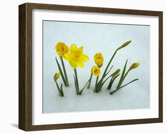 RF - Daffodils (Narcissus sp) emerging from prolonged snow Spring Norfolk UK-Ernie Janes-Framed Photographic Print