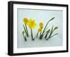 RF - Daffodils (Narcissus sp) emerging from prolonged snow Spring Norfolk UK-Ernie Janes-Framed Photographic Print