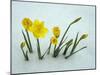 RF - Daffodils (Narcissus sp) emerging from prolonged snow Spring Norfolk UK-Ernie Janes-Mounted Photographic Print