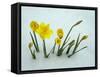 RF - Daffodils (Narcissus sp) emerging from prolonged snow Spring Norfolk UK-Ernie Janes-Framed Stretched Canvas