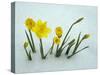 RF - Daffodils (Narcissus sp) emerging from prolonged snow Spring Norfolk UK-Ernie Janes-Stretched Canvas