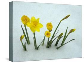 RF - Daffodils (Narcissus sp) emerging from prolonged snow Spring Norfolk UK-Ernie Janes-Stretched Canvas