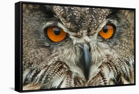 RF - Eagle owl (Bubo bubo) close-up of head. Captive, Netherlands. August.-Edwin Giesbers-Framed Stretched Canvas