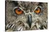 RF - Eagle owl (Bubo bubo) close-up of head. Captive, Netherlands. August.-Edwin Giesbers-Stretched Canvas