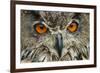 RF - Eagle owl (Bubo bubo) close-up of head. Captive, Netherlands. August.-Edwin Giesbers-Framed Photographic Print