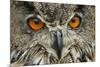 RF - Eagle owl (Bubo bubo) close-up of head. Captive, Netherlands. August.-Edwin Giesbers-Mounted Photographic Print