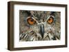 RF - Eagle owl (Bubo bubo) close-up of head. Captive, Netherlands. August.-Edwin Giesbers-Framed Photographic Print