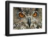 RF - Eagle owl (Bubo bubo) close-up of head. Captive, Netherlands. August.-Edwin Giesbers-Framed Photographic Print