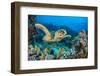 RF - Hawksbill sea turtle swimming over a coral reef. Ras Mohammed National Park, Sinai, Egypt-Alex Mustard-Framed Photographic Print