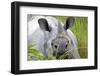 RF - Indian rhinoceros (Rhinoceros unicornis) Kaziranga National Park, Assam, India.-Sylvain Cordier-Framed Photographic Print