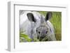 RF - Indian rhinoceros (Rhinoceros unicornis) Kaziranga National Park, Assam, India.-Sylvain Cordier-Framed Photographic Print