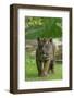 Rf- Juvenile Sumatran Tiger (Panthera Tigris Sumatrae), Aged Four Months, Captive-Edwin Giesbers-Framed Photographic Print