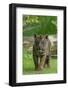 Rf- Juvenile Sumatran Tiger (Panthera Tigris Sumatrae), Aged Four Months, Captive-Edwin Giesbers-Framed Photographic Print