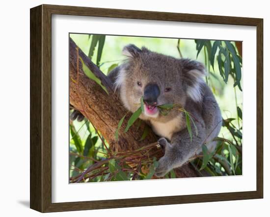 RF - Koala (Phascolarctos cinereus) eating leaves, Melbourne, Victoria, Australia.-Ernie Janes-Framed Photographic Print