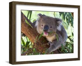 RF - Koala (Phascolarctos cinereus) eating leaves, Melbourne, Victoria, Australia.-Ernie Janes-Framed Photographic Print