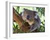 RF - Koala (Phascolarctos cinereus) eating leaves, Melbourne, Victoria, Australia.-Ernie Janes-Framed Photographic Print