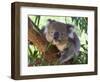 RF - Koala (Phascolarctos cinereus) eating leaves, Melbourne, Victoria, Australia.-Ernie Janes-Framed Photographic Print