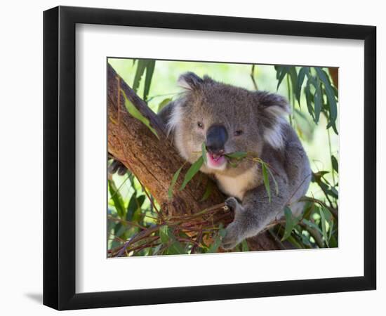 RF - Koala (Phascolarctos cinereus) eating leaves, Melbourne, Victoria, Australia.-Ernie Janes-Framed Photographic Print