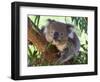 RF - Koala (Phascolarctos cinereus) eating leaves, Melbourne, Victoria, Australia.-Ernie Janes-Framed Photographic Print