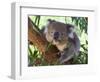 RF - Koala (Phascolarctos cinereus) eating leaves, Melbourne, Victoria, Australia.-Ernie Janes-Framed Photographic Print