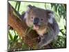 RF - Koala (Phascolarctos cinereus) eating leaves, Melbourne, Victoria, Australia.-Ernie Janes-Mounted Photographic Print