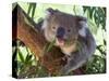 RF - Koala (Phascolarctos cinereus) eating leaves, Melbourne, Victoria, Australia.-Ernie Janes-Stretched Canvas