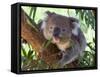 RF - Koala (Phascolarctos cinereus) eating leaves, Melbourne, Victoria, Australia.-Ernie Janes-Framed Stretched Canvas