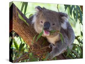 RF - Koala (Phascolarctos cinereus) eating leaves, Melbourne, Victoria, Australia.-Ernie Janes-Stretched Canvas