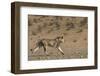 RF - Lion (Panthera leo) male running in desert, Kgalagadi Transfrontier Park, South Africa-Ann & Steve Toon-Framed Photographic Print