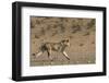 RF - Lion (Panthera leo) male running in desert, Kgalagadi Transfrontier Park, South Africa-Ann & Steve Toon-Framed Photographic Print