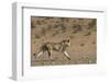 RF - Lion (Panthera leo) male running in desert, Kgalagadi Transfrontier Park, South Africa-Ann & Steve Toon-Framed Photographic Print