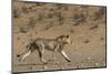 RF - Lion (Panthera leo) male running in desert, Kgalagadi Transfrontier Park, South Africa-Ann & Steve Toon-Mounted Photographic Print