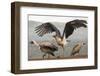 RF - Marabou with Whitebacked vultures, Zimanga Private Game Reserve, South Africa-Ann & Steve Toon-Framed Photographic Print