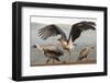 RF - Marabou with Whitebacked vultures, Zimanga Private Game Reserve, South Africa-Ann & Steve Toon-Framed Photographic Print
