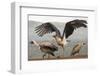 RF - Marabou with Whitebacked vultures, Zimanga Private Game Reserve, South Africa-Ann & Steve Toon-Framed Photographic Print