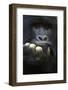 RF - Mountain gorilla silverback male, portrait, Mgahinga National Park, Uganda-Eric Baccega-Framed Photographic Print