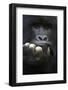 RF - Mountain gorilla silverback male, portrait, Mgahinga National Park, Uganda-Eric Baccega-Framed Photographic Print