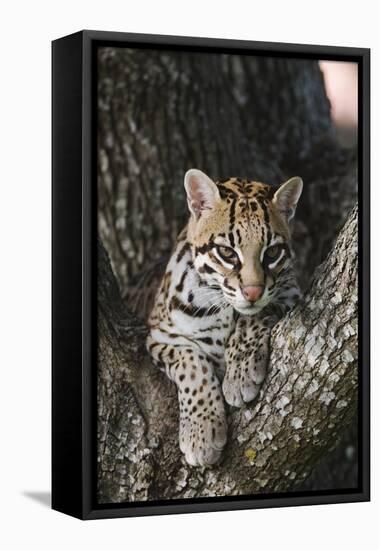 Rf- Ocelot (Felis Pardalis) Head Portrait Of Captive Female Resting-Rolf Nussbaumer-Framed Stretched Canvas