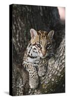 Rf- Ocelot (Felis Pardalis) Head Portrait Of Captive Female Resting-Rolf Nussbaumer-Stretched Canvas