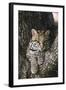 Rf- Ocelot (Felis Pardalis) Head Portrait Of Captive Female Resting-Rolf Nussbaumer-Framed Photographic Print