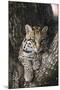 Rf- Ocelot (Felis Pardalis) Head Portrait Of Captive Female Resting-Rolf Nussbaumer-Mounted Photographic Print