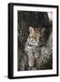 Rf- Ocelot (Felis Pardalis) Head Portrait Of Captive Female Resting-Rolf Nussbaumer-Framed Photographic Print