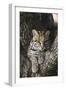 Rf- Ocelot (Felis Pardalis) Head Portrait Of Captive Female Resting-Rolf Nussbaumer-Framed Photographic Print