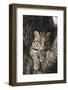 Rf- Ocelot (Felis Pardalis) Head Portrait Of Captive Female Resting-Rolf Nussbaumer-Framed Photographic Print