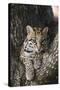 Rf- Ocelot (Felis Pardalis) Head Portrait Of Captive Female Resting-Rolf Nussbaumer-Stretched Canvas