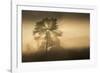 RF- (Pinus sylvestris) at sunrise, Klein Schietveld, Brasschaat, Belgium-Bernard Castelein-Framed Photographic Print