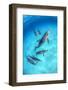 RF - Pod of Atlantic spotted dolphins swimming over a shallow, sandy seabed, Bahamas-Alex Mustard-Framed Photographic Print