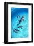 RF - Pod of Atlantic spotted dolphins swimming over a shallow, sandy seabed, Bahamas-Alex Mustard-Framed Photographic Print