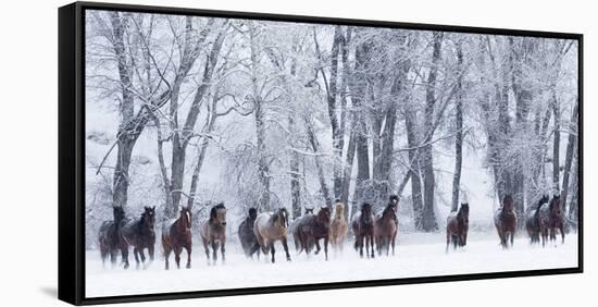 Rf- Quarter Horses Running In Snow At Ranch, Shell, Wyoming, USA, February-Carol Walker-Framed Stretched Canvas